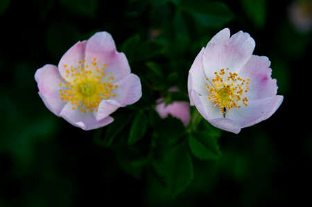 red rose colorful flowers white flower green leaf purple yellow sea buckthorn marigold daisy pink bud fruitのeditorial素材