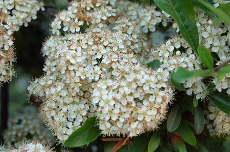 red rose colorful flowers white flower green leaf purple yellow sea buckthorn marigold daisy pink bud fruitのeditorial素材