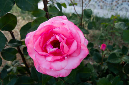 red rose colorful flowers white flower green leaf purple yellow sea buckthorn marigold daisy pink bud fruitのeditorial素材