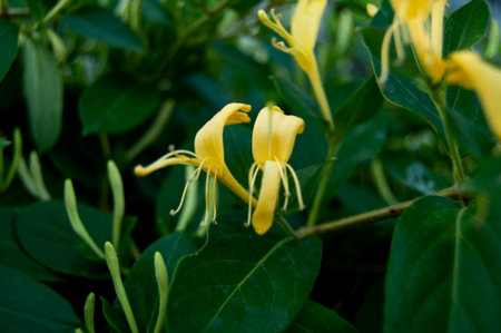 red rose colorful flowers white flower green leaf purple yellow sea buckthorn marigold daisy pink bud fruitのeditorial素材