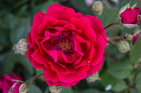 red rose colorful flowers white flower green leaf purple yellow sea buckthorn marigold daisy pink bud fruitのeditorial素材