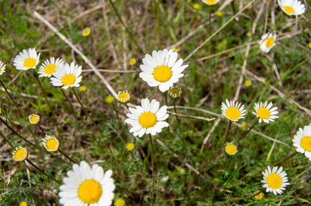 red rose colorful flowers white flower green leaf purple yellow sea buckthorn marigold daisy pink bud fruitのeditorial素材