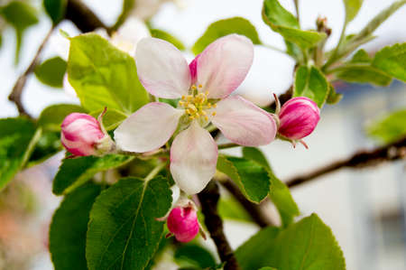 red rose colorful flowers white flower green leaf purple yellow sea buckthorn marigold daisy pink bud fruitのeditorial素材