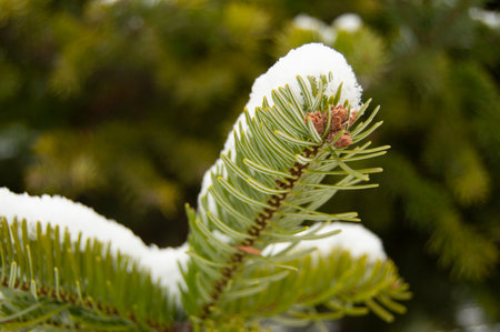 winter white snow tree pine tree green leaves forest conifers soil wood wood natureのeditorial素材