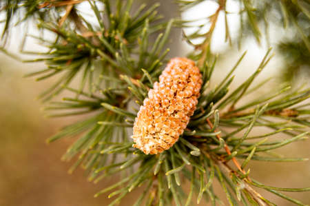 winter white snow tree pine tree green leaves forest conifers soil wood wood natureのeditorial素材