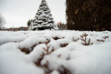 winter white snow tree pine tree green leaves forest conifers soil wood wood natureのeditorial素材