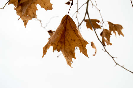 winter white snow tree pine tree green leaves forest conifers soil wood wood natureのeditorial素材