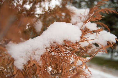 winter white snow tree pine tree green leaves forest conifers soil wood wood natureのeditorial素材