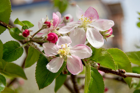 red rose colorful flowers white flower green leaf purple yellow sea buckthorn marigold daisy pink bud fruitのeditorial素材
