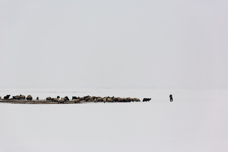 One shepherd feeds the herd of sheep in foggy and snowy environment in winter timeの写真素材