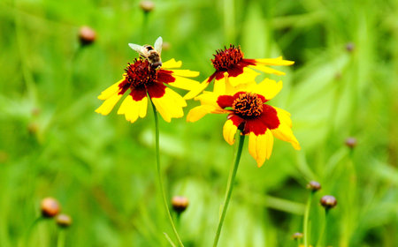 Close up view of a bee on the flower