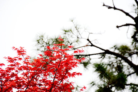 red leaves and green pine treesの写真素材
