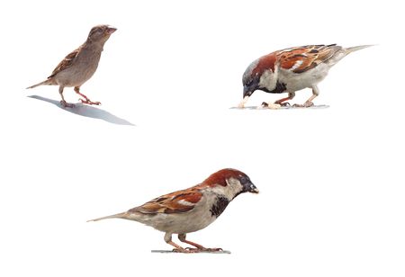 Sparrows, male and female, isolated on white.の写真素材