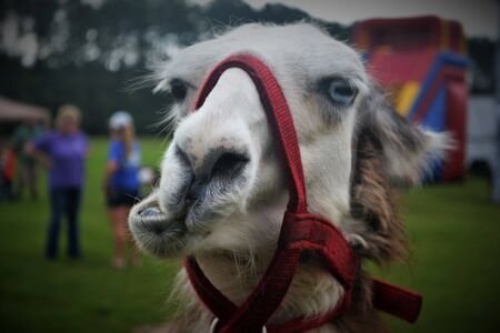 alpacaのeditorial素材