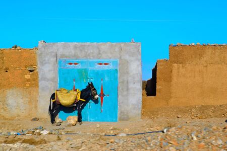 donkey knockingのeditorial素材