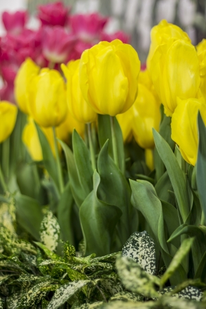 tulip yellow; background; の写真素材