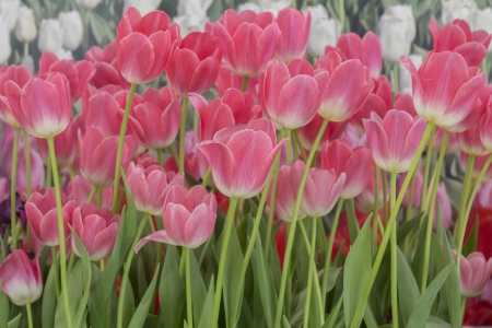 flower; tulips; pink; beauty;の写真素材