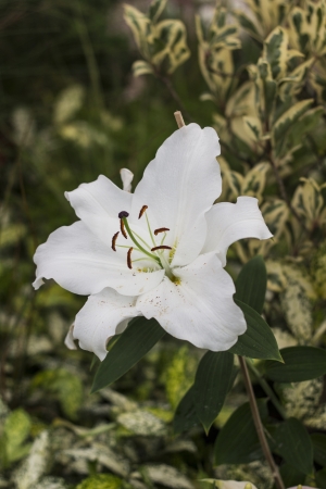 Benjar with Hamas,Flowers,Flowers in winterの写真素材