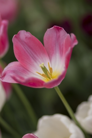 flower; tulips; pink; beauty;の写真素材