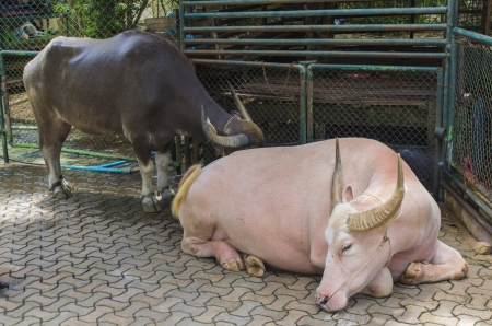 Buffalo Thailand Albino buffaloの写真素材