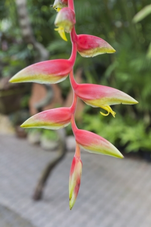 red tropical plantの写真素材