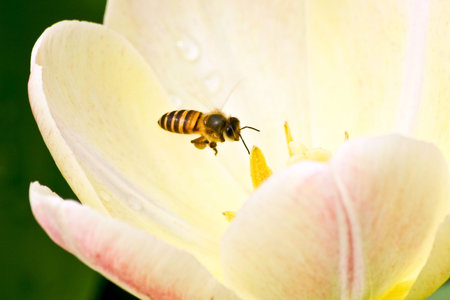 A Bee is flying and collecting pollen near a flowerの写真素材