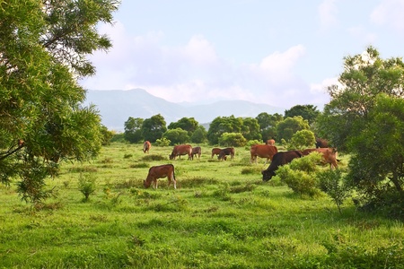 Cows in grassland under blue skyの写真素材