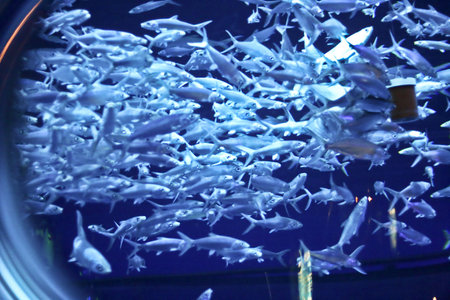 Fishes in an aquarium tank