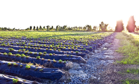 A strawberry farm with a path under sunlightの写真素材