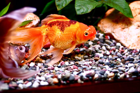 A goldfish in aquarium tankの写真素材