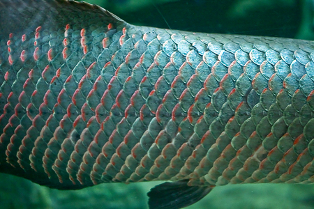 A closeup of fish scaleの写真素材
