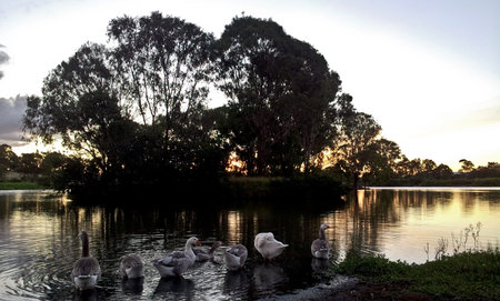 View of lake with ducks and treeの写真素材