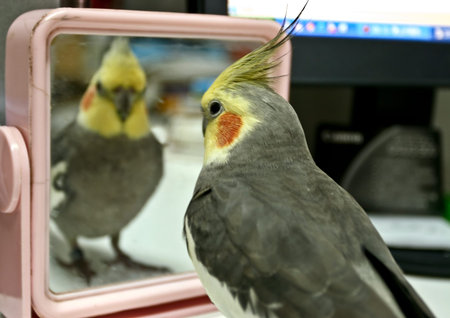 Parrot in front of mirrorの写真素材