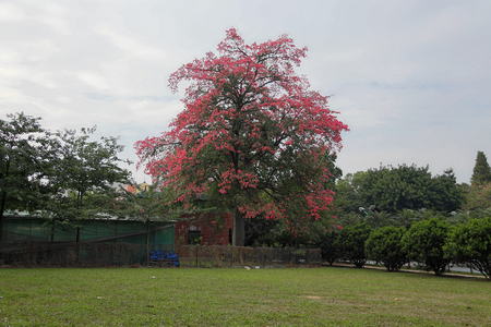 Kapok treeの写真素材