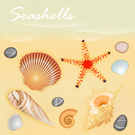 Seashells Vectorのイラスト素材
