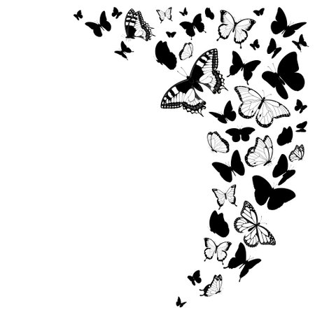 Black and white butterflies design isolated on white vector illustrationのイラスト素材