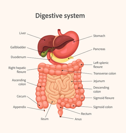 Human digestive system anatomy diagram vector illustrationのイラスト素材