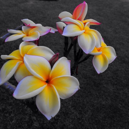 Plumeria flowersの素材