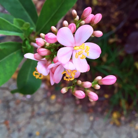 Pink flower of Thailandの素材