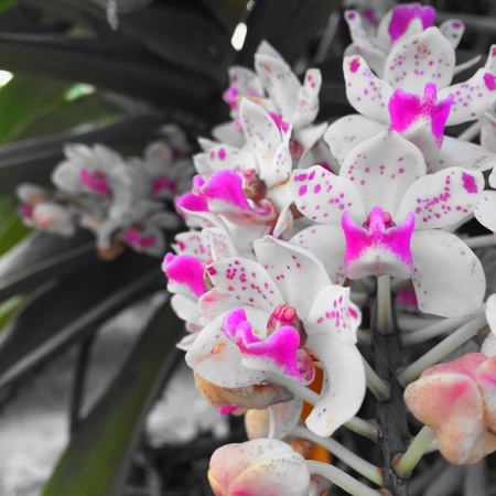 White orchid in Thailandの素材