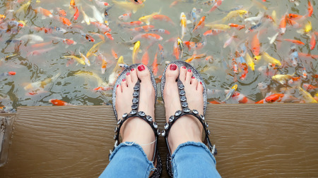 Close Up on Girl's Feet Wearing Silver Sandals and Red Nails with Fancy Carp Swimming in The Pond Background Great For Any Use.の写真素材