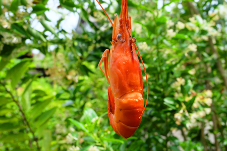 Fresh Shrimp, Close up of Shrimp on Green Natural Background Great For Any Use.の写真素材