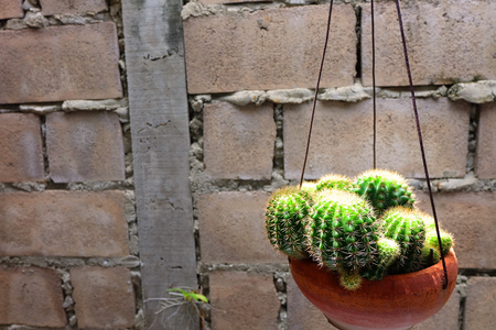 Cactus Plants, Cactus in a Pot on Vintage Concrete Background Great For Any Use.の写真素材