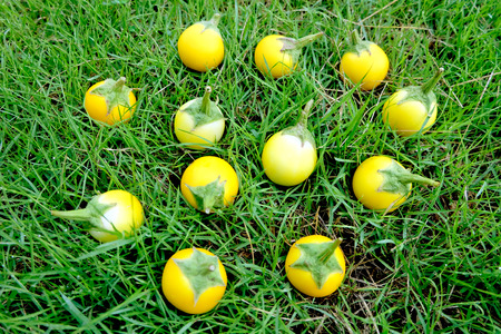 Close Up Fresh Yellow Eggplant Thai on Grass Background. Vegetables on Grass Great For Any Use.の写真素材