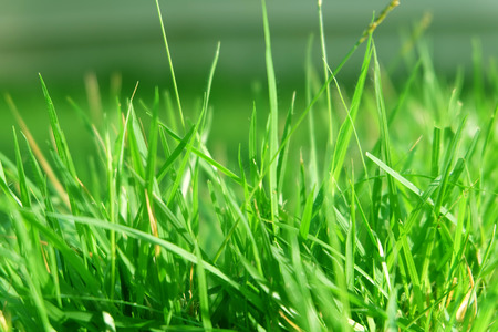 Grass. Fresh Beautiful Green Grass Background Great For Any Use.の写真素材