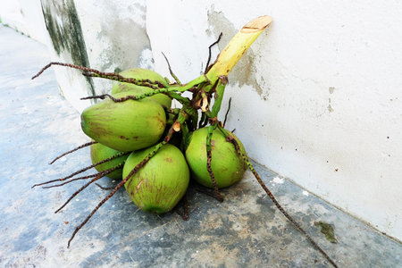 Fresh Coconut. Green Coconut on The Ground Background Great For Any Use.