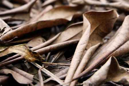 Brown Dry Leaf. Dry Leaves on Brown Soil in Autumn Forest Background Great for Any Use.の写真素材