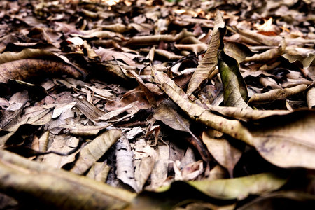 Brown Dry Leaf. Dry Leaves on Brown Soil in Autumn Forest Background Great for Any Use.