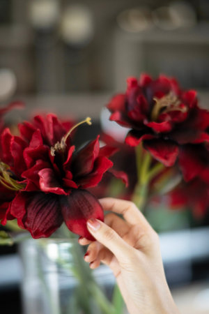 Woman hand holding red rose flower on background. Valentine's Day.の写真素材