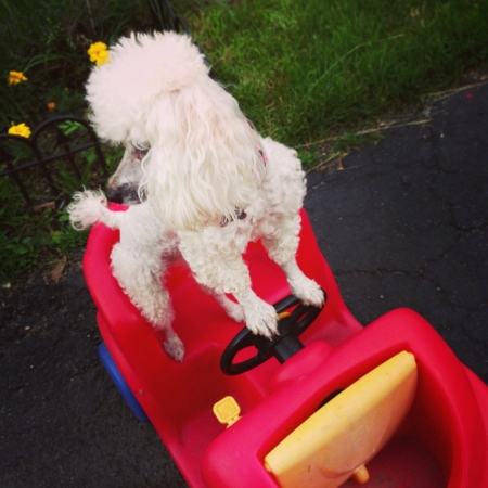 Mini toy poodle standing on carの素材